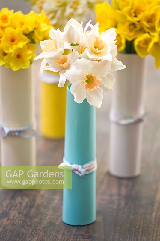 Bunches of Daffodils wrapped in card tubes - Narcissus 'Brideshead' (blue), 'Golden Dawn', (cream), 'Warleggan' and 'White Lion' (yellow)