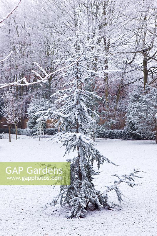 Formal town garden covered in snow, Oxford, UK. 