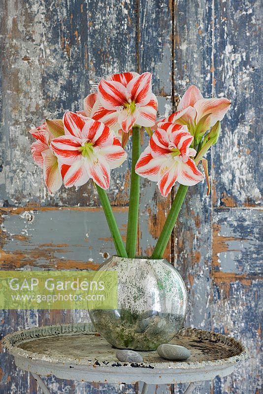 Amaryllis - Hippeastrum 'Clown' in metal container on table
