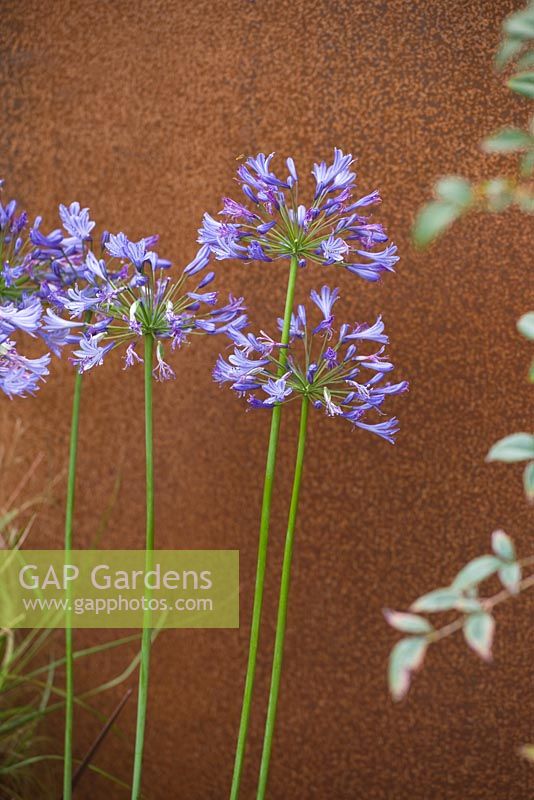 Agapanthus backed by screen made of mild steel
