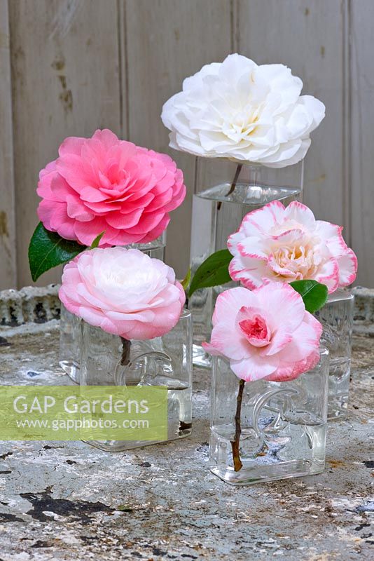Camellias in glass vases - Camellia 'Tammia', 'Water Lily', 'Desire', 'Margaret Davis' and 'Nuccio's Gem'