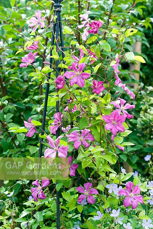 Clematis 'Margot Koster' on support