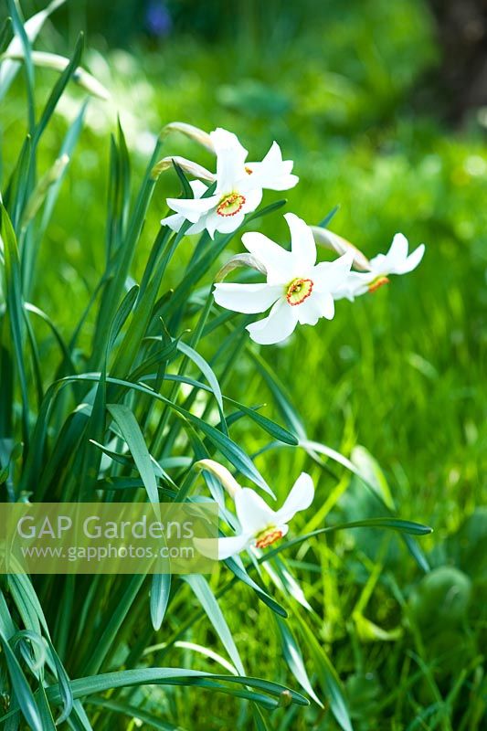 Narcissus poeticus var. recurvus - Narcissus 'Pheasant's Eye'