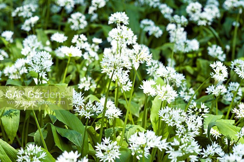 Allium ursinum - Wild Garlic or Ransomes