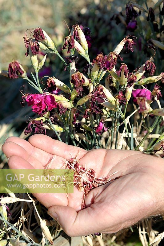Dianthus caryophyllus - Harvesting Carnation seeds