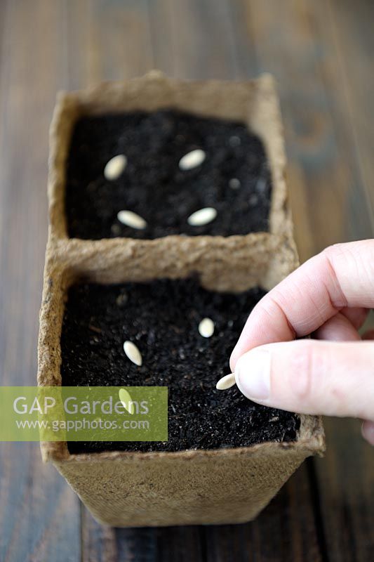 Cucumis melo - Sowing Cantaloupe melon seeds in peat pots