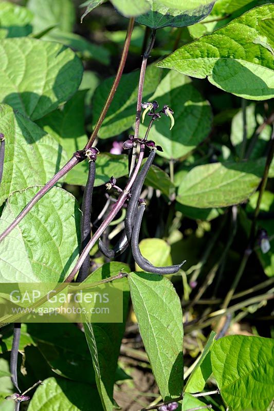 Phaseolus vulgaris - Dwarf French Bean 'Purple Queen'