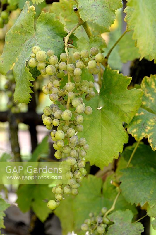 Uncinula necator - Powdery mildew symptoms on young Grape Vine