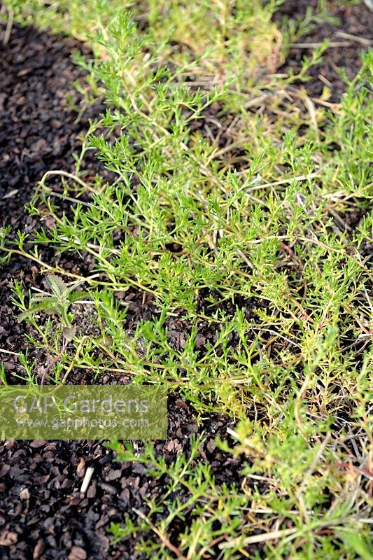 Salsola soda - Opposite Leaved Saltwort, Liscari sativa or Agretti, mulched with cocoa shells