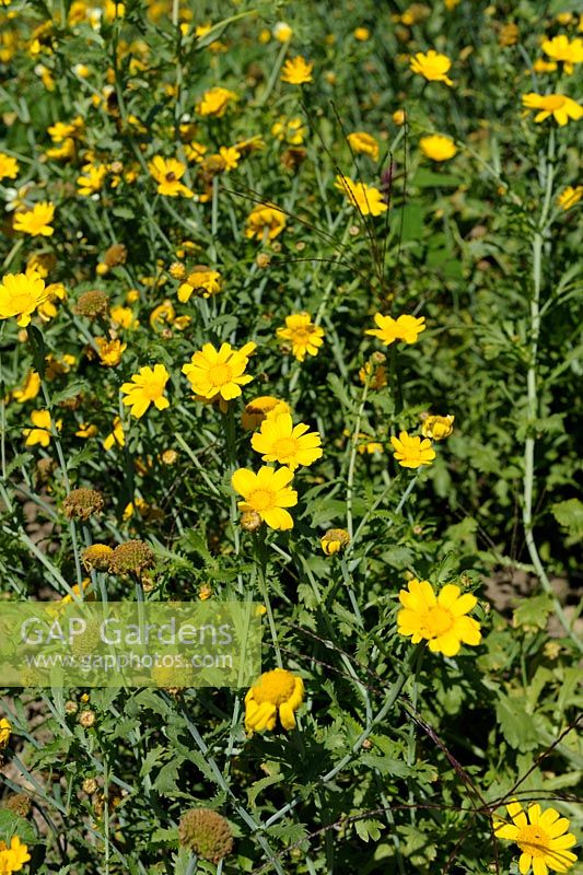 Chrysanthemum coronarium syn. Glebionis coronaria - Edible Chrysanthemum