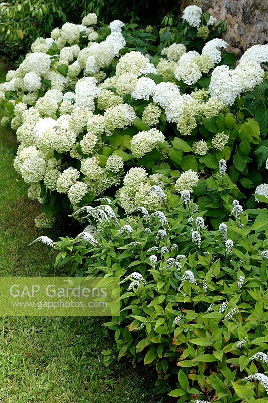 Lysimachia clethroides and Hydrangea arborescens 'Annabelle'