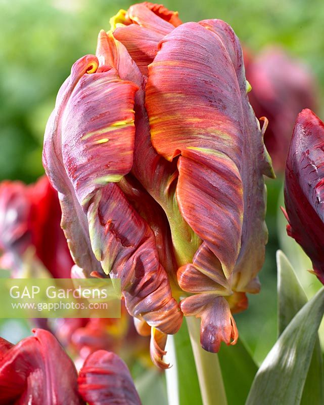 Tulipa Blumex - burnt red tulip