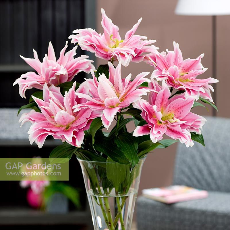 Roselily Belonica - Pink lilies in vase 