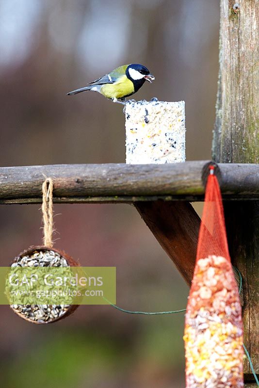 Bird on bird feeder