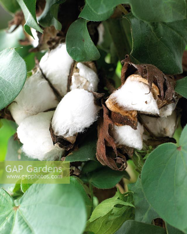 Gossypium - Cotton plant 
