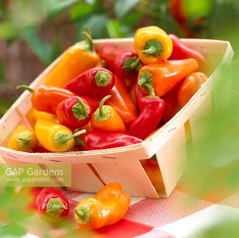 Wooden punnet of mixed peppers 