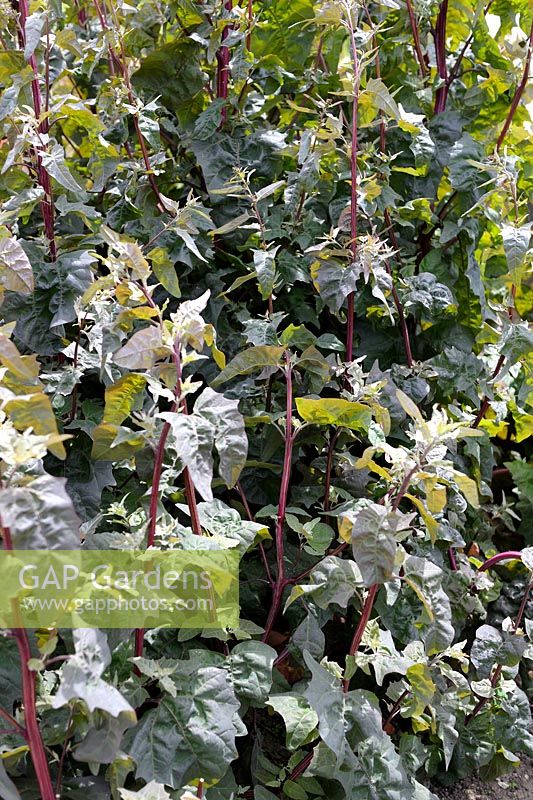 Atriplex hortensis - Orache or Mountain Spinach