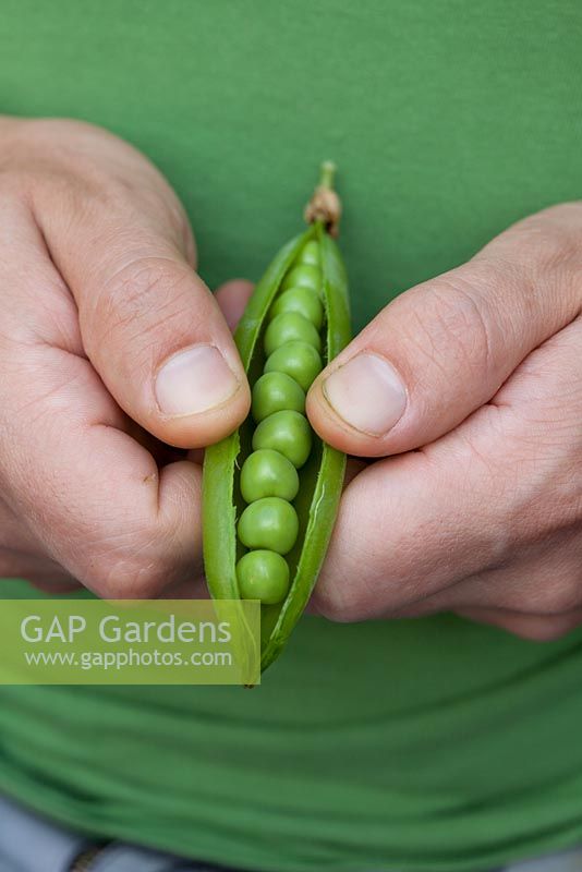 Shelling peas from pod 