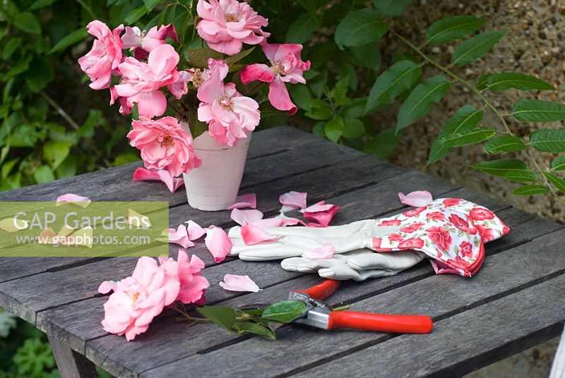 Pink rose flower stems on table with secateurs and ladies gauntlet gloves