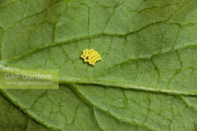 Pieris brassicae - large cabbage white butterfly eggs 