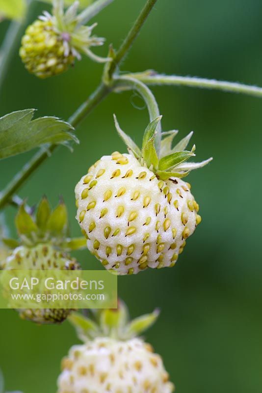 Fragaria vesca - White alpine strawberry 