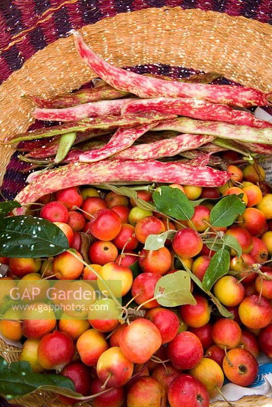 Harvested crab apples and borlotti beans in a basket