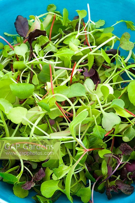 Turquoise bowl filled with microgreens - tiny baby salad leaves harvested when very young 