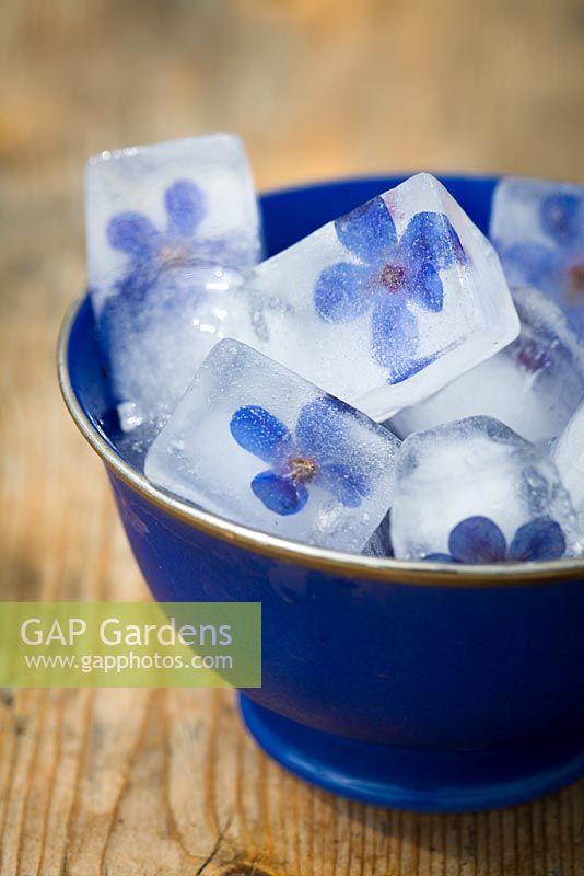 Anchusa azurea 'Dropmore' - Flower ice cubes in a blue bowl 