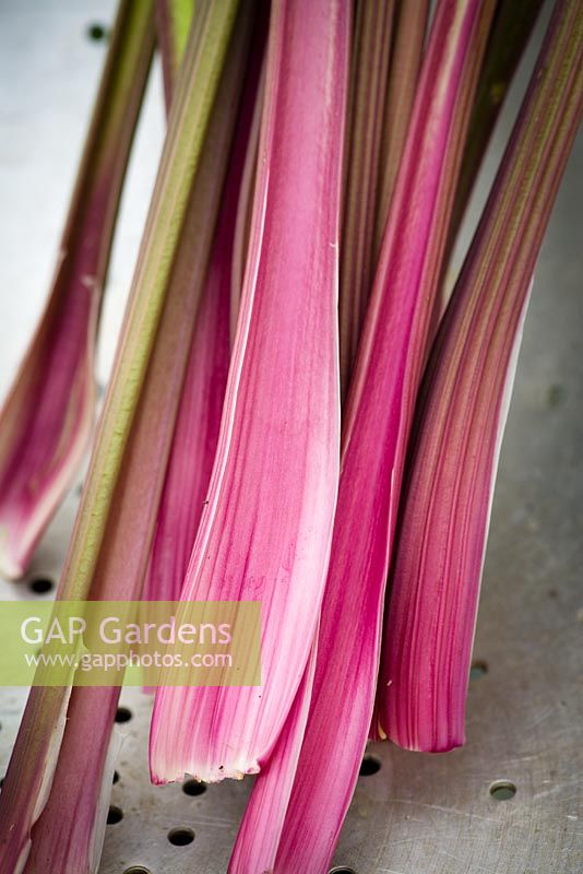 Celery 'Giant Red'