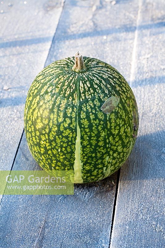 Fig leaved gourd displayed on a frosty table at Perch Hill