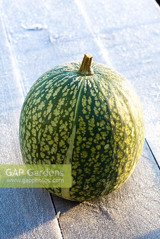 Fig leaved gourd displayed on a frosty table 