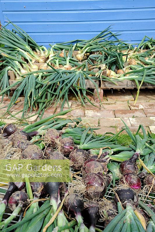 Maincrop Onions drying outside garden shed, England, July