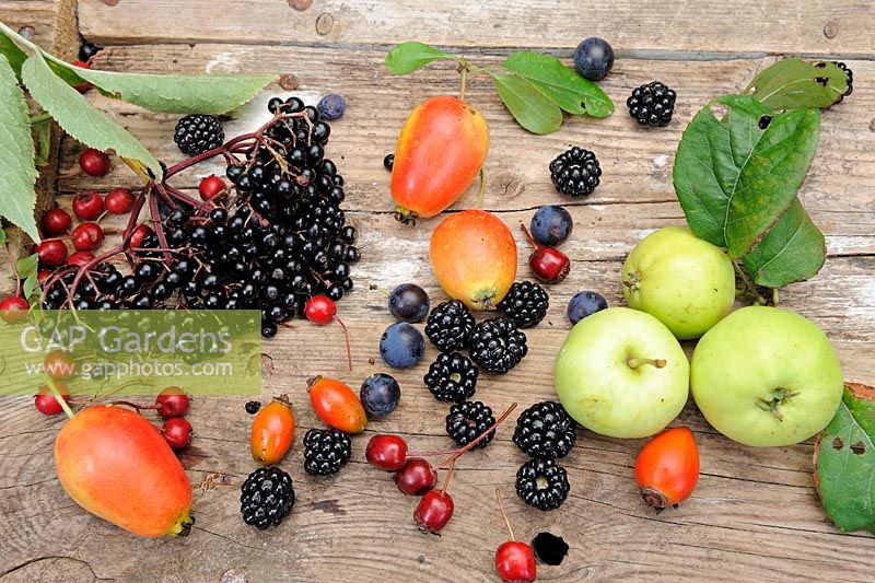 Selection of edible hedgerow fruits -  Crabapples, Elder berries, Sloes, Blackberries, Rosehips and Hawthorn berries, Norfolk, UK, Spetember