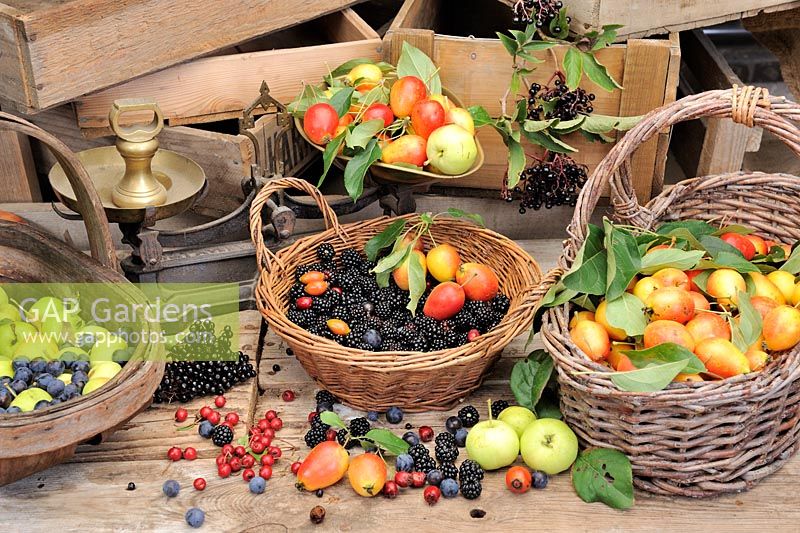 Selection of edible hedgerow fruits in baskets and trugs - Crabapples, Elder berries, Sloes, Blackberries, Rosehips and Hawthorn berries, Norfolk, UK, Spetember
 