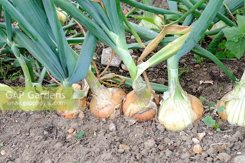 Allium cepa - Maincrop Onions Marshalls 'New Fen Globe', July