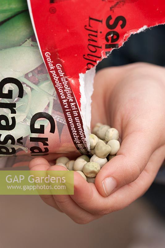 Girl tipping Pisum sativum - Pea seeds from packet into her hand 
