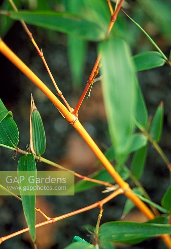Phyllostachys 'Aureosulcata Aureacaulis' -  Bamboo