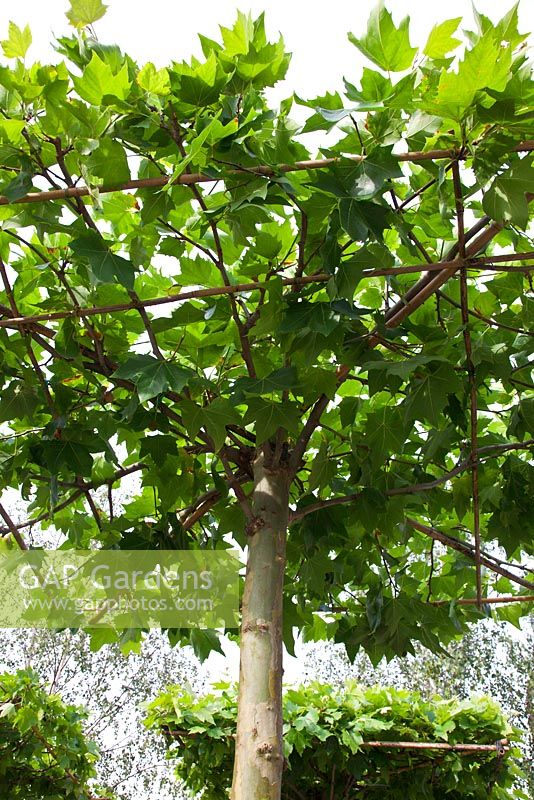 A canopy of umbrella pleached Platanus x hispanica trees - 'The Magistrates Garden', Silver Gilt Medal Winner, RHS Chelsea Flower Show 2011