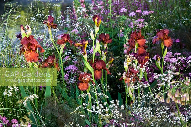 Bearded Iris with other plants in 'The Laurent-Perrier Garden by Luciano Giubbilei - Nature and Human Intervention' - Gold Medal Winner, RHS Chelsea Flower Show 2011 
