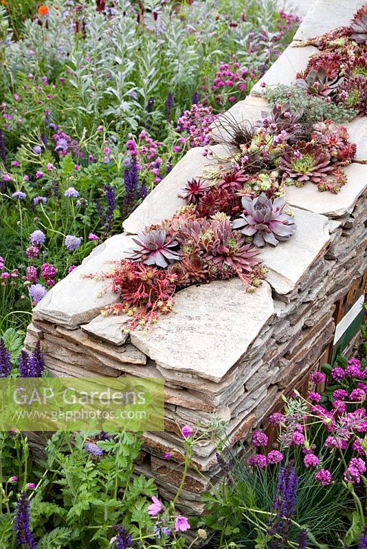 Sculptural wall with built-in insect shelters and Sempervivum - Houseleeks planted on top. Surrounded by Armeria maritima - Thrift and Salvia. 'The Royal Bank of Canada with the RBC New Wild Garden', Silver Gilt Medal Winner - RHS Chelsea Flower Show 2011 
