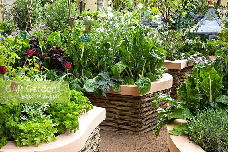 Potager with Lactuca sativa - Lettuce, Beta vulgaris 'Virgo' - Chard, Petrosellinum crispum - Parsley and Tuilpa 'Jan Reus' in raised beds with woven willow edging - 'The M and G Investments Garden', Silver Gilt Medal Winner, RHS Chelsea Flower Show 2011 
