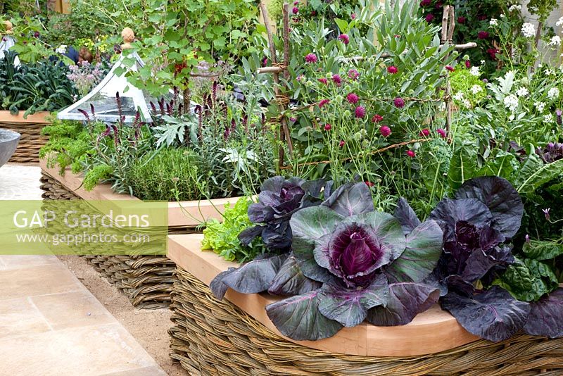 Path through potager with Brassica oleracea capitata 'Kalibos' - Red Cabbage in raised bed with woven willow edging - 'The M and G Investments Garden', Silver Gilt Medal Winner, RHS Chelsea Flower Show 2011 
