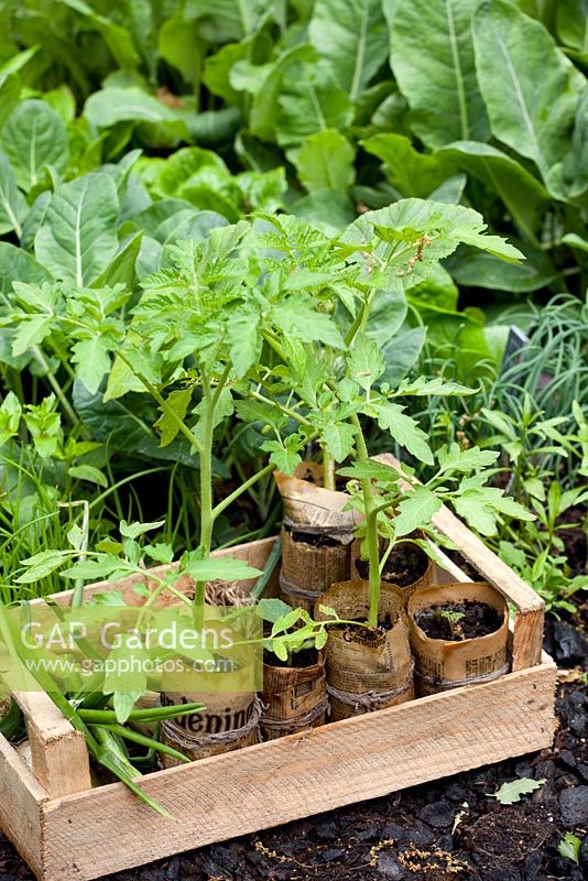 Tomato plants growing in paper pots in wooden crate - 'A Child's Garden in Wales', Silver Medal Winner, RHS Chelsea Flower Show 2011 

