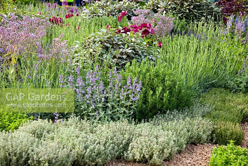 Herb garden of Thymus - Thyme, Borago officinalis - Borage, Lavandula, Rosmarinus - Rosemary and Nepeta - Catmint