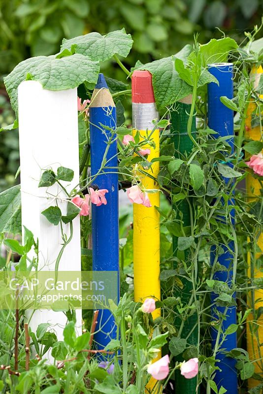 Lathyrus - Sweet Peas growing through fence of giant coloured pencils