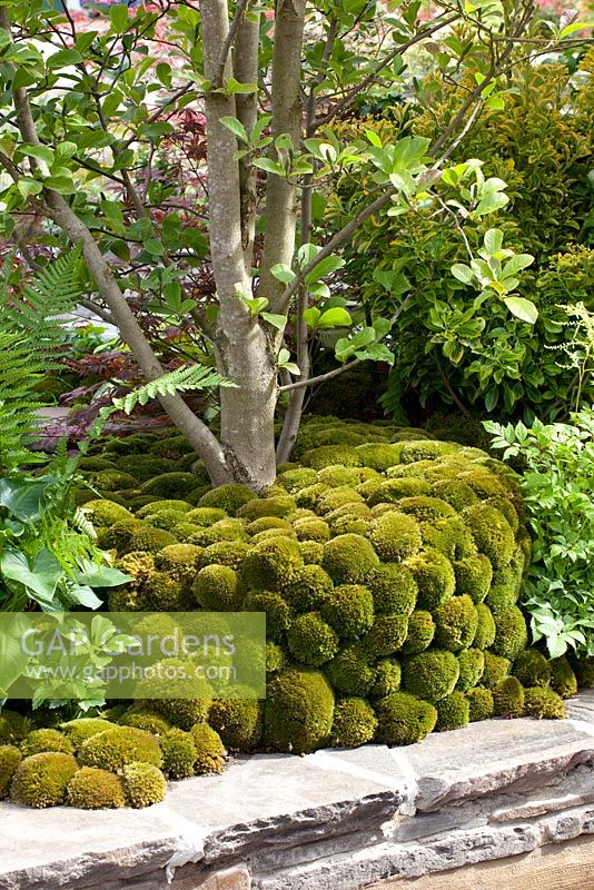 Tree underplanted by moss mounds in 'A Beautiful Paradise (Making memories with a green poem)' garden - Silver Medal Winner, RHS Chelsea Flower Show 2011 