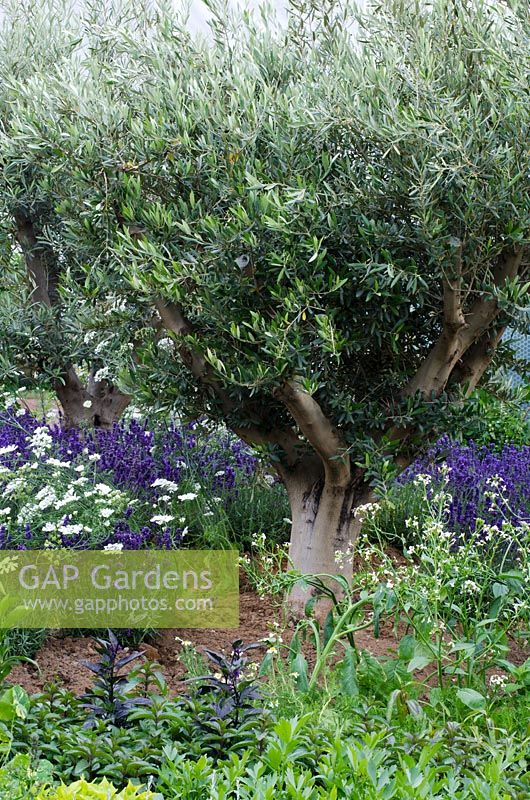 Olea europea - Olive tree underplanted with Orlaya grandiflora and Lavandula -Lavenders in 'The RHS Edible Garden', RHS Hampton Court Flower Show 2011