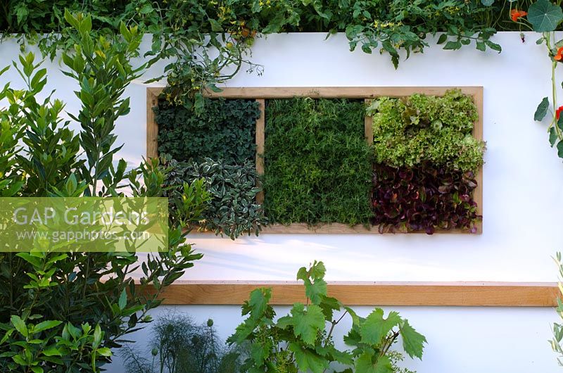 Vertical wall planting with herbs and salad - 'The Potential Feast Garden', RHS Hampton Court Flower Show 2011