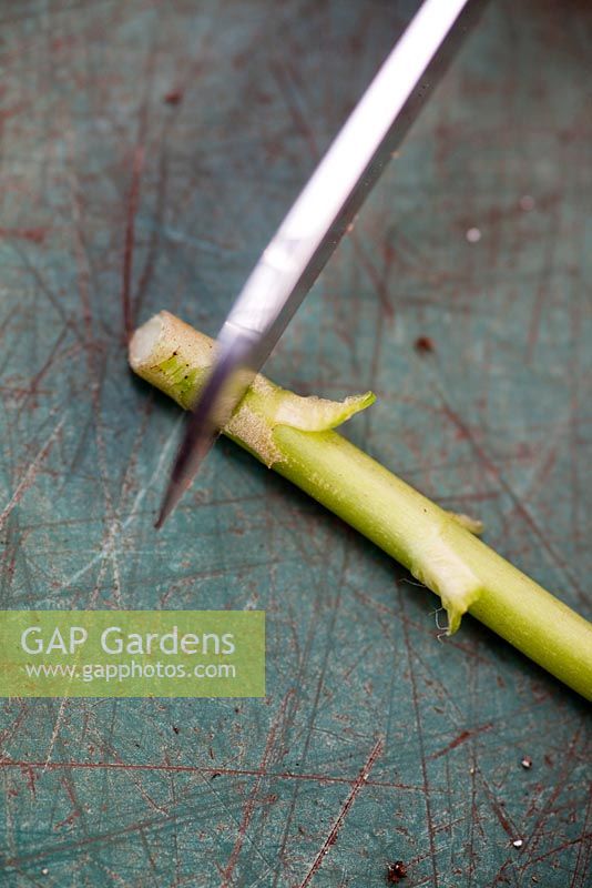 Step by step softwood cuttings