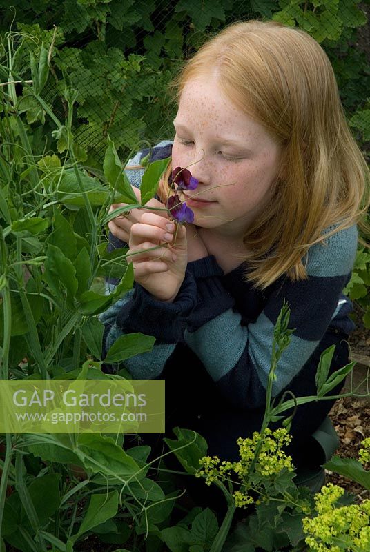 Young girl smelling Lathyrus odoratus 'Perfume Delight' - Sweet Pea at Gowan Cottage, Suffolk. 21 June